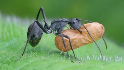 Уничтожение муравьев Михнево